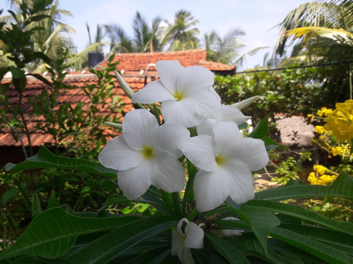 Kanattegoda Natural Cabanas מראה חיצוני תמונה
