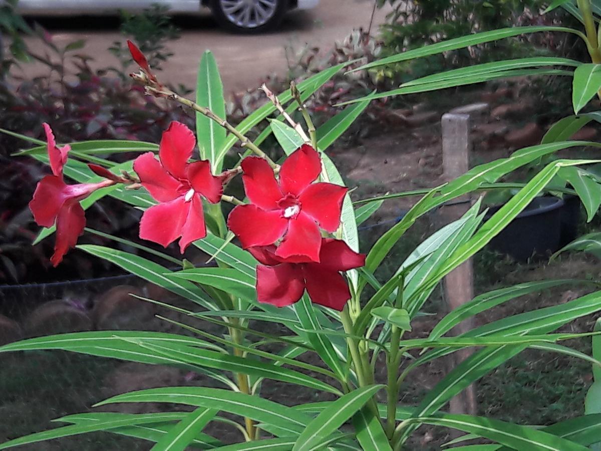 Kanattegoda Natural Cabanas מראה חיצוני תמונה