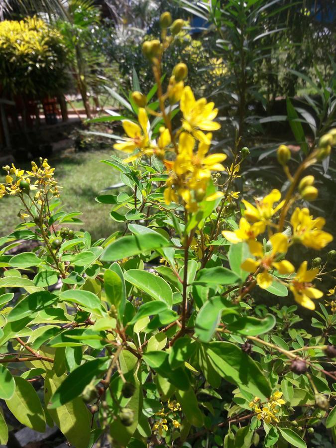 Kanattegoda Natural Cabanas מראה חיצוני תמונה